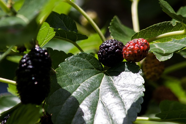 mulberries 143364 640